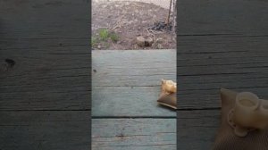 Ниссан Альмера Классик топливный фильтр.