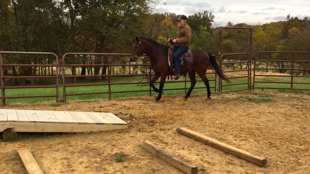 Paso Fino Gaits - Paso Largo and Canter смотреть онлайн