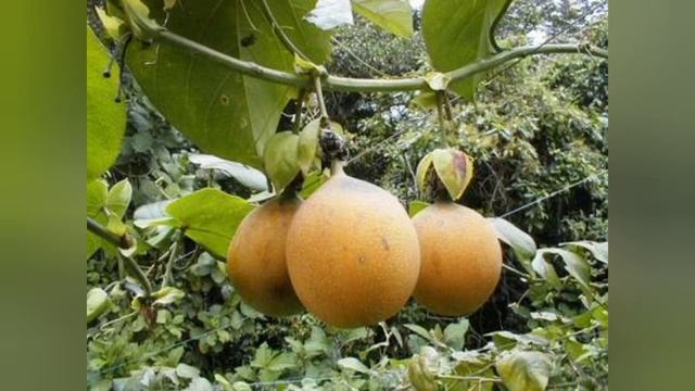 Гранадилла | Все полезные свойства (гренадин) смотреть онлайн