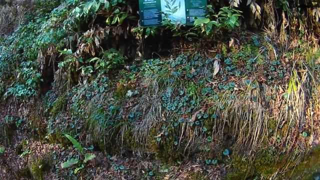 Сочи зимой/Тисо-самшитовая роща/обзор малого маршрута смотреть онлайн