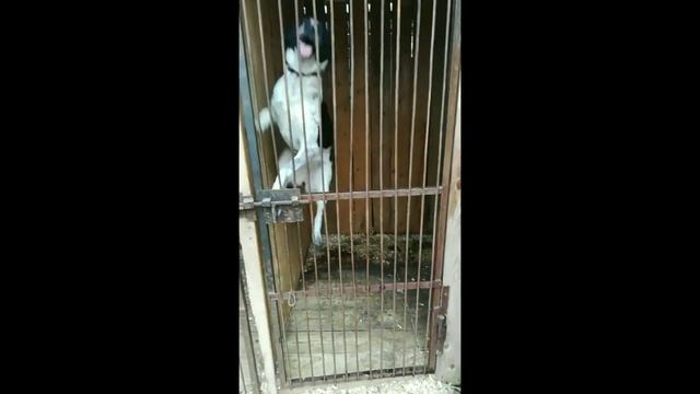 Собака из приюта смотреть онлайн