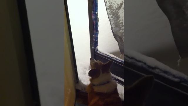 Corgis Are Confused About The 2016 Blizzard смотреть онлайн