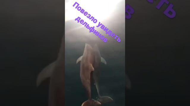 Прогулка на катере в поиске дельфинов. смотреть онлайн