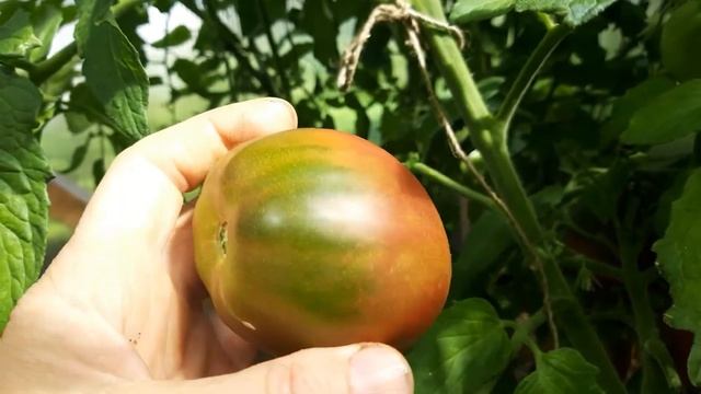 Гном - новинка " Багряный закат". Обзор и дегустация. смотреть онлайн