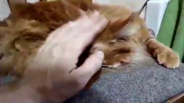 Сонный котик Мейн кун Марс смотреть онлайн