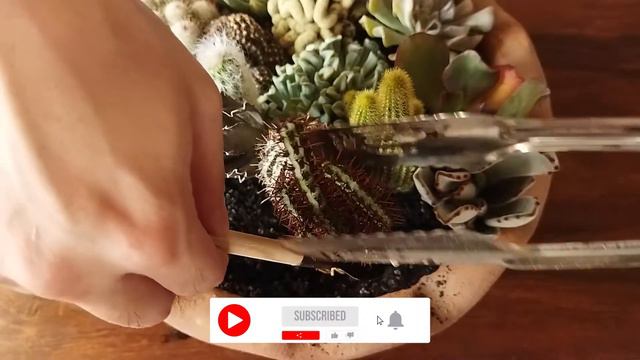 SUCCULENT DISH GARDEN | Simple Dish Gardening Ideas смотреть онлайн