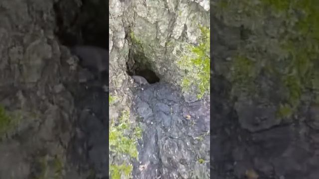 Бурозубка обыкновенная, жизнь в природе. смотреть онлайн