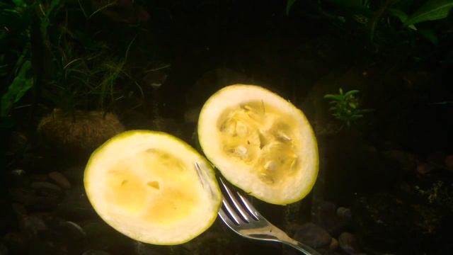 КОРМИМ АКВАРИУМНЫХ ЖИТЕЛЕЙ. Аквариум 180 л. Анциструсы и кабачки. Feed The Ancistrus Fish