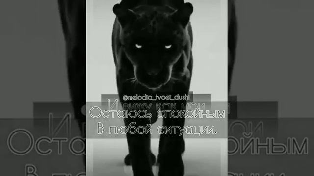Black Panther 🇹🇷🐆 смотреть онлайн