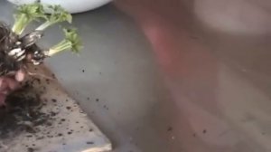 Деление и посадка дельфиниумов