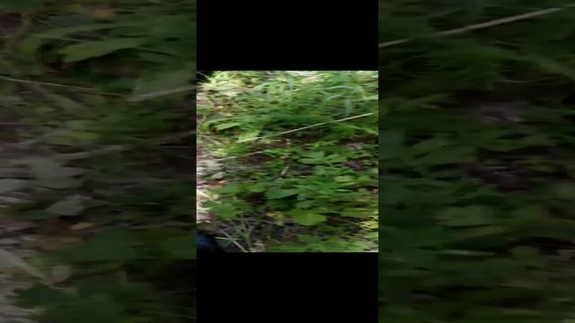 Осмотр пчёл, как обстоят дела (4) смотреть онлайн