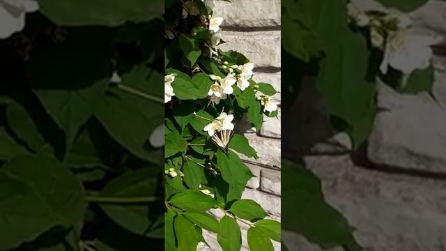 Видели бабочку летом смотреть онлайн