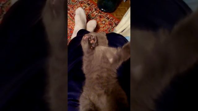 Крепкий сон кота