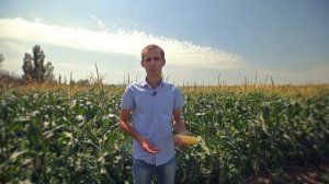 Самая ранняя сладкая кукуруза. Свит Наггет F1. Лидер на рынке кукуруз.