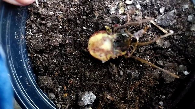 Фузариоз цикламена смотреть онлайн