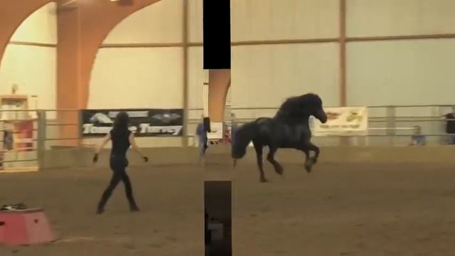 FRIESIAN STALLION UNBELIEVABLE, Frederik The Great