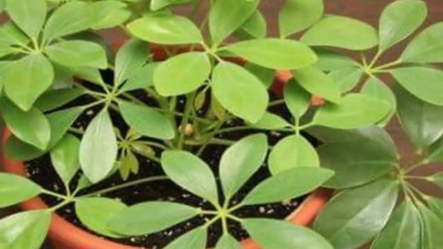 Как правильно пересадить или посадить Шеффлеру. Пересадка Шеффлеры. смотреть онлайн