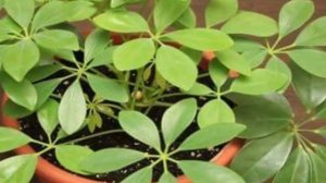 Как правильно пересадить или посадить Шеффлеру. Пересадка Шеффлеры.