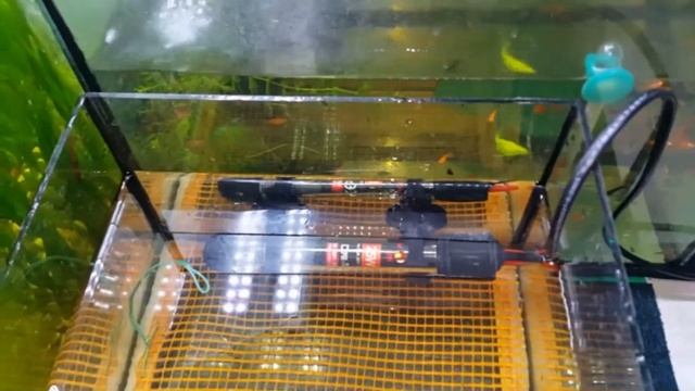 Сколько можно? Очередной нерест вуалевых данио GloFish