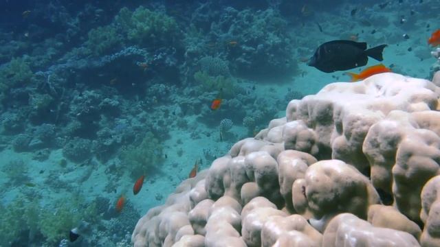 30 Minutes Deep Underwater • Relaxing Sleep Music In An Underwater, Dolphin And Other Ocean Sounds