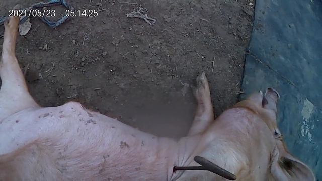 Калю кабанчика . смотреть онлайн