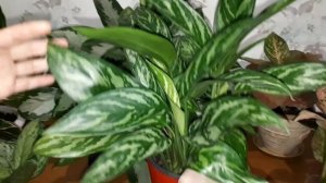 Аглаонема виды в моей коллекции.