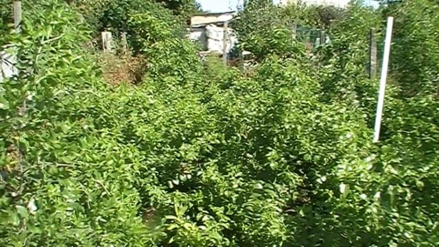 зизифус унаби китайский финик ВСЯ ПРАВДА О НИХ об этом все молчат смотреть онлайн