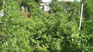 зизифус унаби китайский финик ВСЯ ПРАВДА О НИХ об этом все молчат