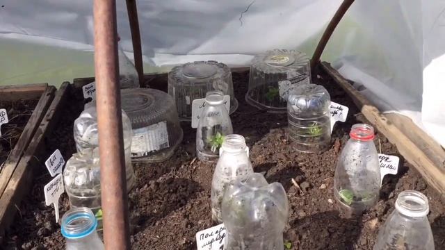 Черенкование метельчатых гортензий. Летнее черенкование ЧАСТЬ 2 смотреть онлайн