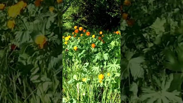 Огоньки или Купальница азиатская.? смотреть онлайн