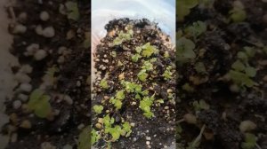 Выращивание колеуса из семян. Если рассада не растет. Пересадка, уход.