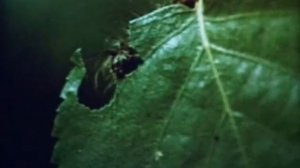 ЛЕС И ЕГО ЗНАЧЕНИЕ.ХРОНИКА СССР