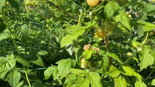 ОБЗОР сорта малины КРАСА РОССИИ, ЖЁЛТЫЙ ГИГАНТ, Малина Красная кустовая смотреть онлайн
