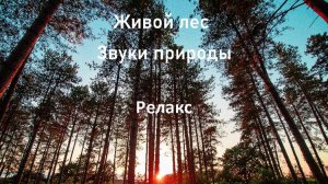 Звуки леса Пение Птиц Релакс