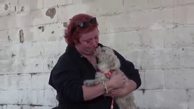 Спасение собаки, попавшей под машину смотреть онлайн