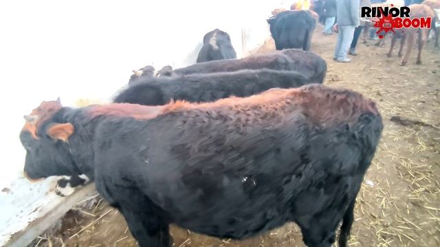 МАЛ БАЗАР 24-НОЯБРЬ/ҚАНЛЫКОЛ МАЛ БАЗАРЫ/СКОТНЫЙ РЫНОК/BUQALAR/BIG BULLS IN THE WORLD/BIG COW/2021