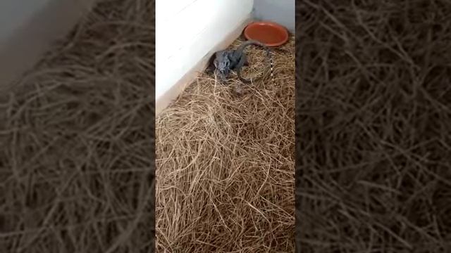 Teiú Salvator Merianae