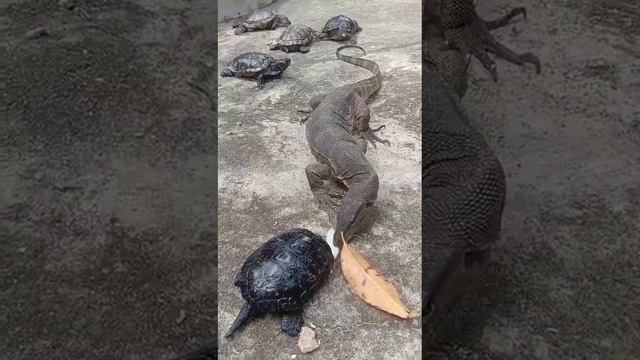 Kusu Island Singapore Southern Island 🏝️- 5 Jan 24-Kindhearted lizard shares fishcakes with tortois смотреть онлайн