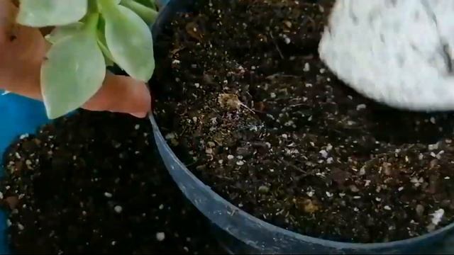 Aptenia Cordifolia Variegada  DONSUCULENTO