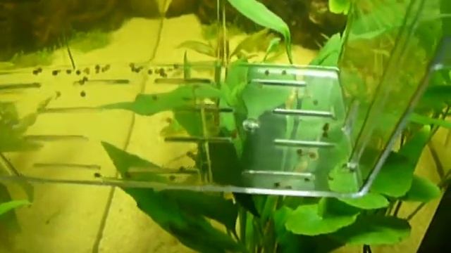 Corydoras Trilineatus fry, just hatched! смотреть онлайн