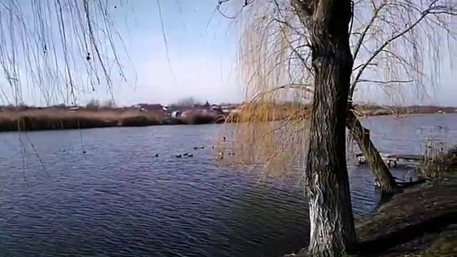 Весна 2019 в станице Выселки Краснодарского края смотреть онлайн