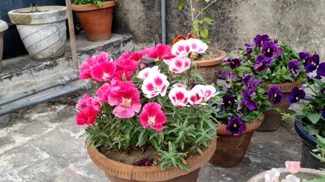 #winterflower Clarkia/ Godetia winter flower смотреть онлайн