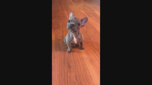 ЛУЧШИЕ ПРИКОЛЫ С КОТАМИ 11 МИНУТ СМЕХА смотреть онлайн