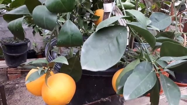 Апельсин Кара Кара смотреть онлайн