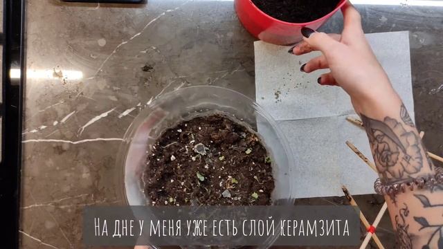 Вырастить мелиссу (мяту) на подоконнике зимой из семян. смотреть онлайн