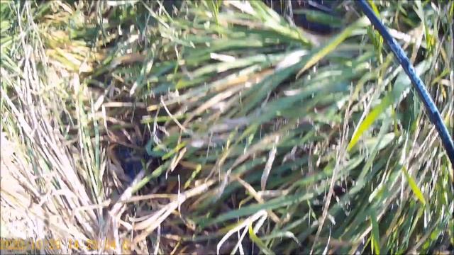 Рыбалка на реке Зуша , Старое Бедьково . смотреть онлайн