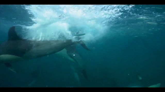 Sardine Run, South Africa. Ход Сардин, Южная Африка.