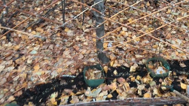 Посадила цветы под зиму Буся уже мёрзнет на даче смотреть онлайн