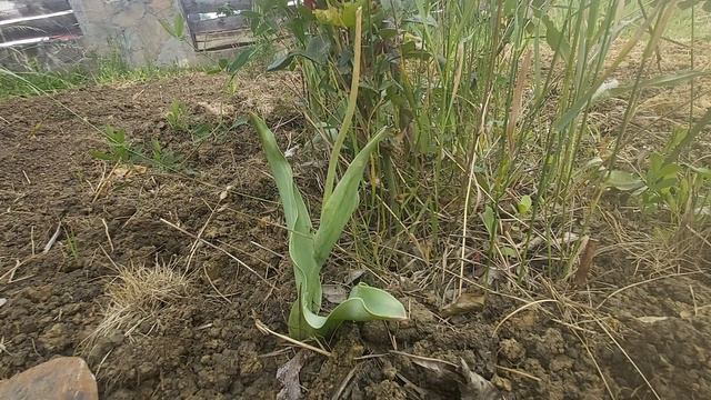Inmultirea lalelelor - Cand scoatem bulbii de lalele смотреть онлайн