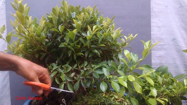 Ficus 4° Vídeo - MANUTENÇÃO смотреть онлайн